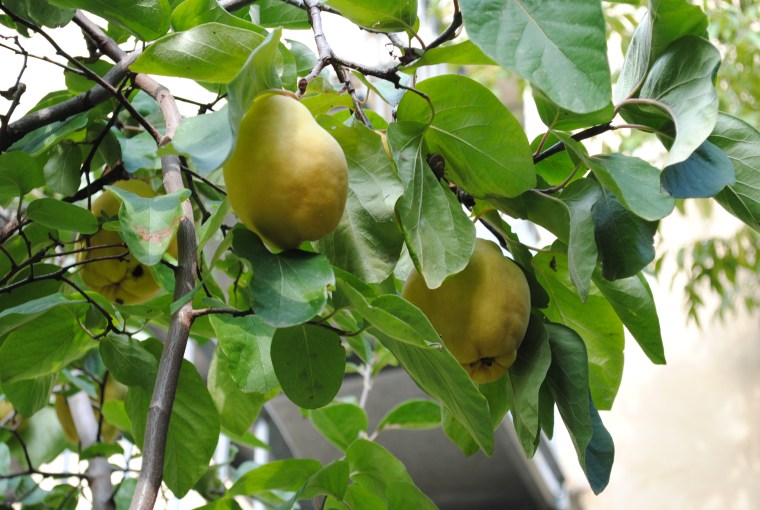 michel de frigoulet 2013-10-24 055