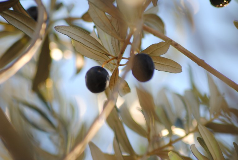 raccolta olive - foto Silvia C. Turrin