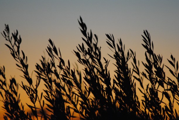 ulivi e tramonto