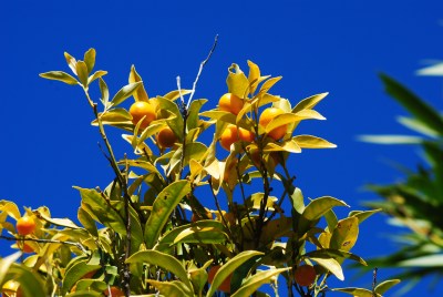 Bormes les Mimosas - foto di Silvia C. turrin