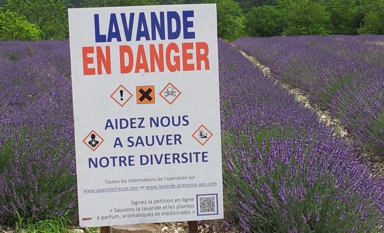 lavanda in pericolo