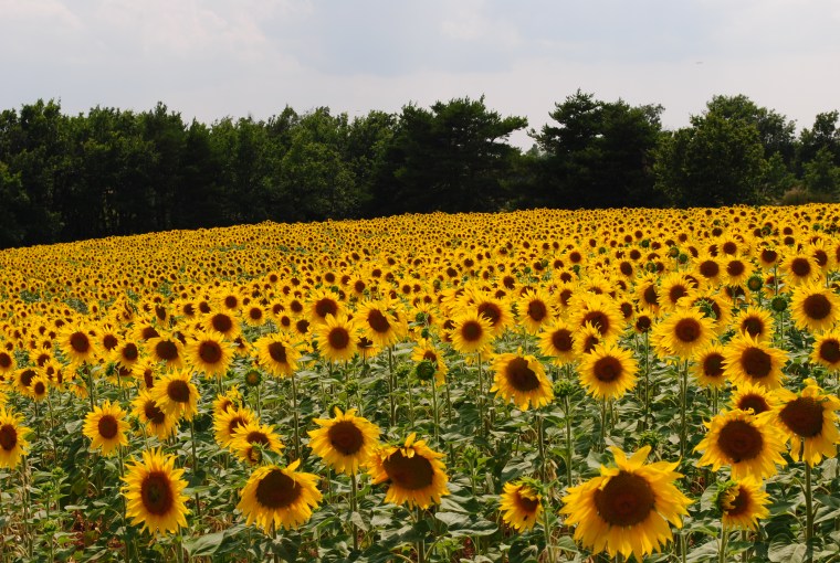 rotta della lavanda 14 luglio