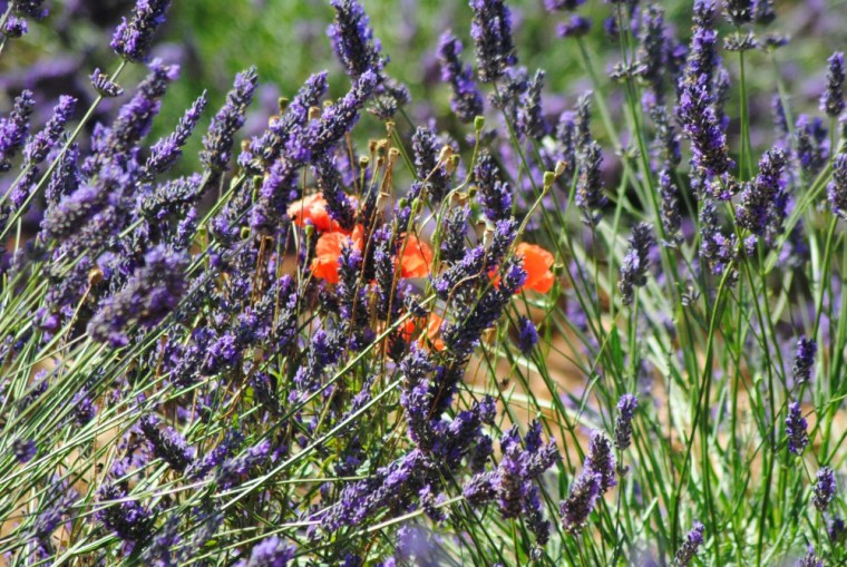 sulla strada della lavanda 2014-07-11 055