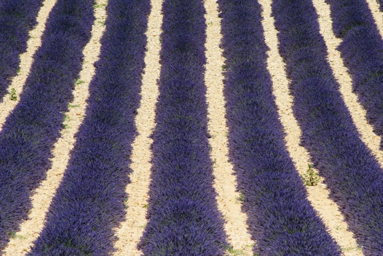 Lungo la strada della lavanda - foto di Silvia C. Turrin