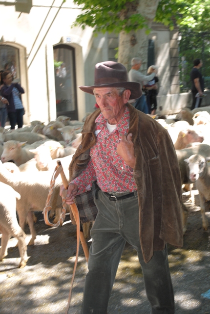 pastore a Saint Remy