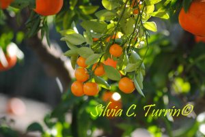 Mimosalia 2015 dedicata agli Agrumi - foto di Silvia C. Turrin©