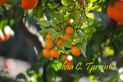 Mimosalia 2015 dedicata agli Agrumi - foto di Silvia C. Turrin©