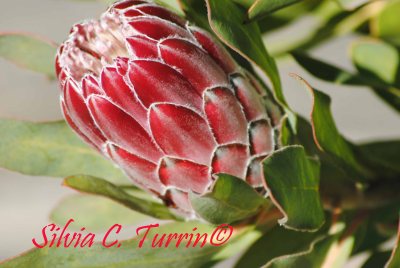 Protea - Mimosalia 2015 ---- foto di Silvia C. Turrin©