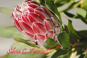 Protea - Mimosalia 2015 ---- foto di Silvia C. Turrin©