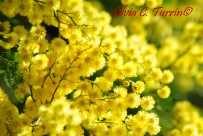 Mimosalia 2015 - foto di Silvia C. Turrin©