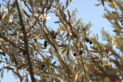 raccolta olive 2013 2013-11-29 007