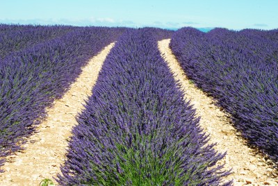 sulla strada della lavanda 2014-07-11 057