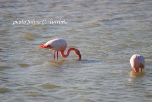 Camargue in inverno 2013 2013-11-28 122