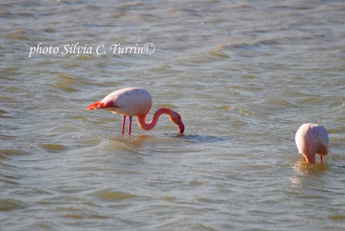 Camargue in inverno 2013 2013-11-28 122