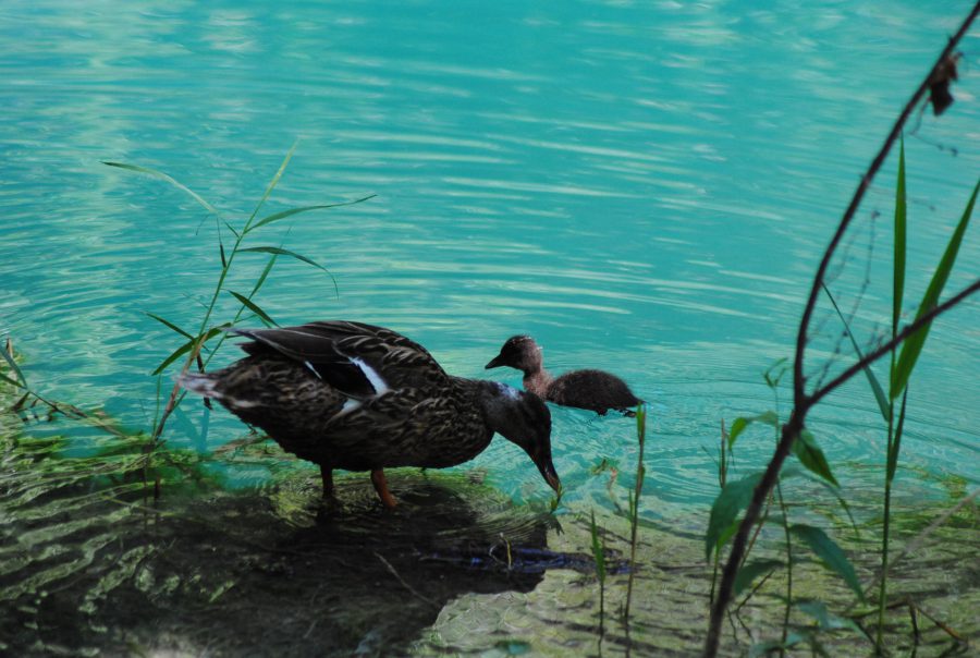 Sillans-la-Cascade - foto Provenza da Scoprire