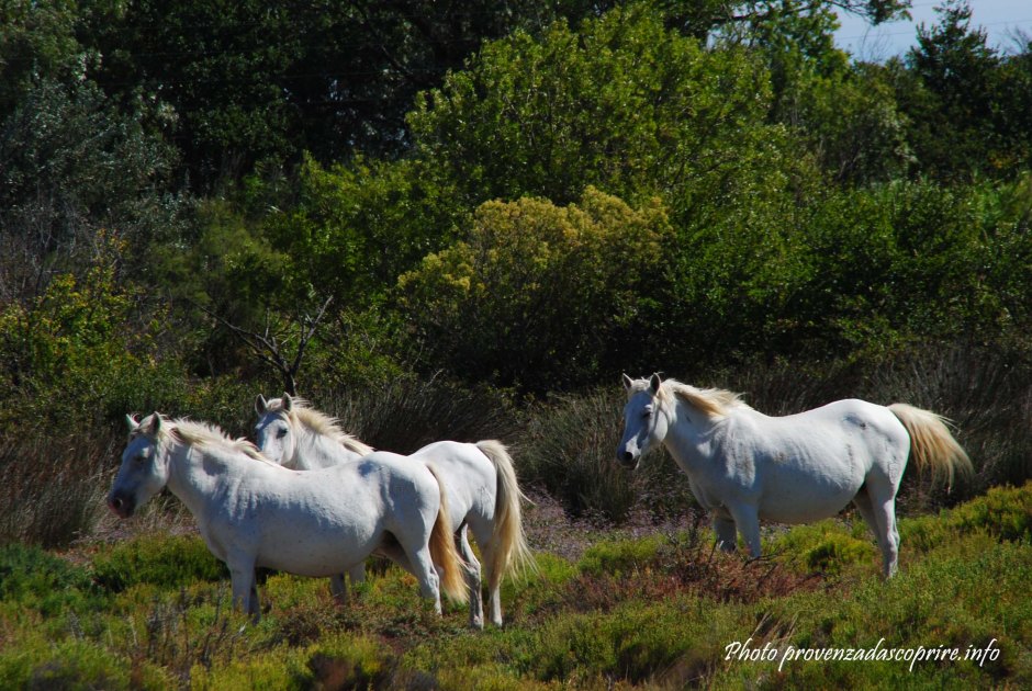 cavalli bianchi della Camargue