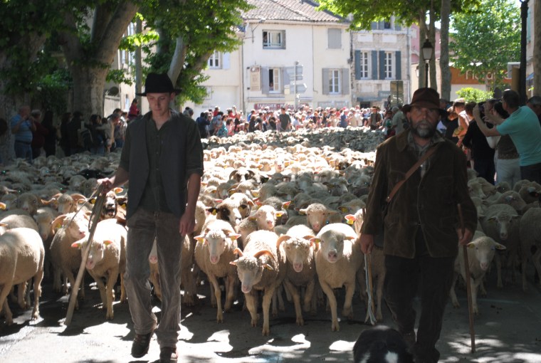 transumanza pProvenza