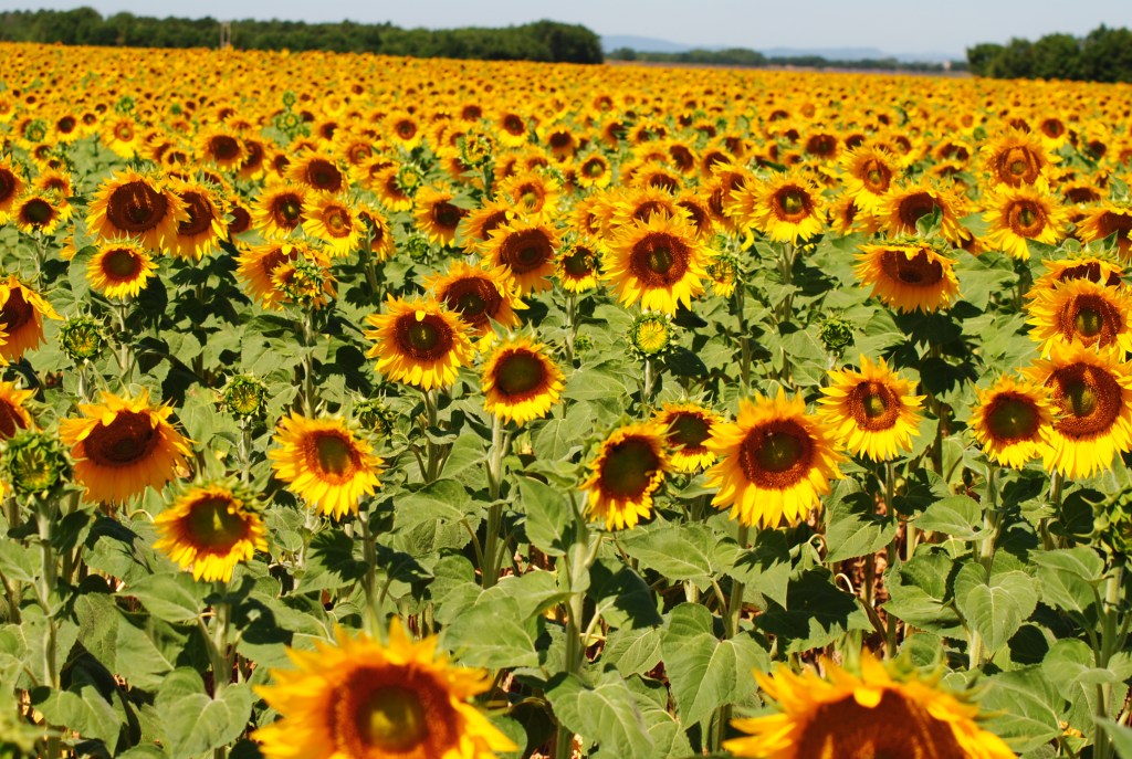 Valensole festa della lavanda Silvia C. Turrin