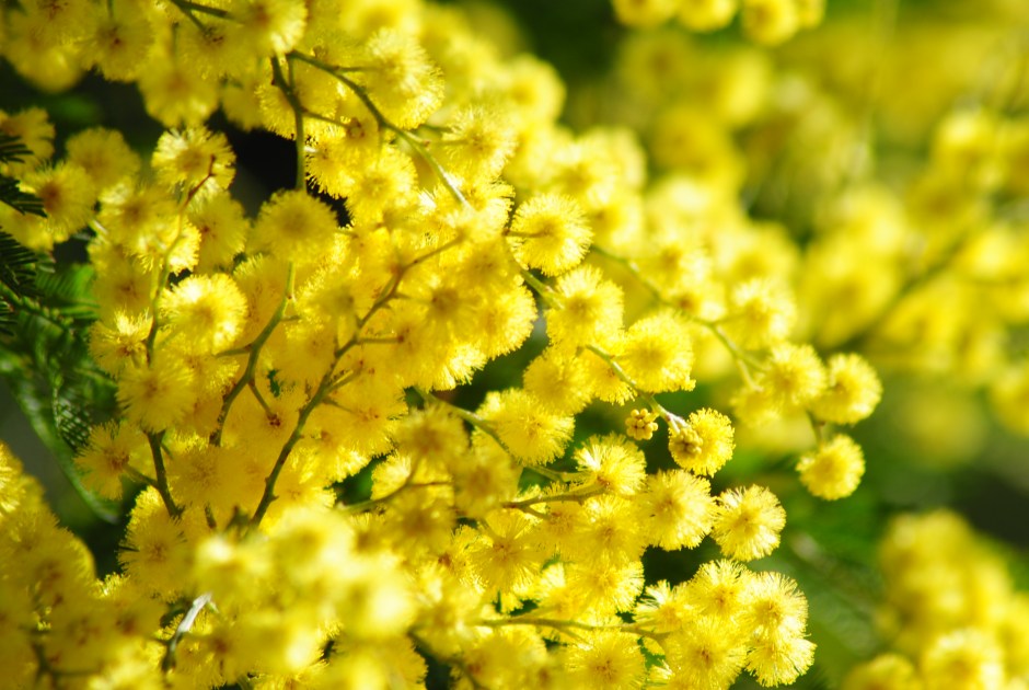 Mimosalia foto Silvia C. Turrin