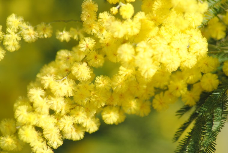 Mimosalia foto Silvia C. Turrin