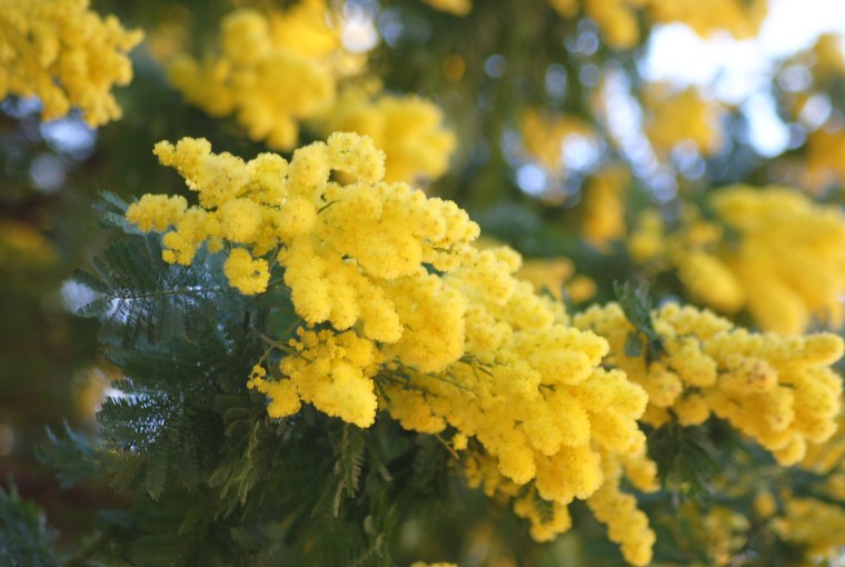 Mimosalia foto Silvia C. Turrin