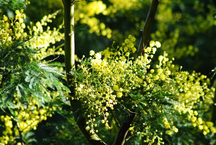 Mimosalia foto Silvia C. Turrin