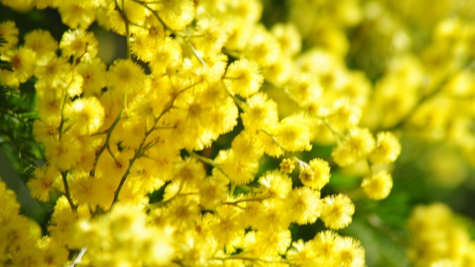 Mimosalia gennaio Ph. Silvia C Turrin