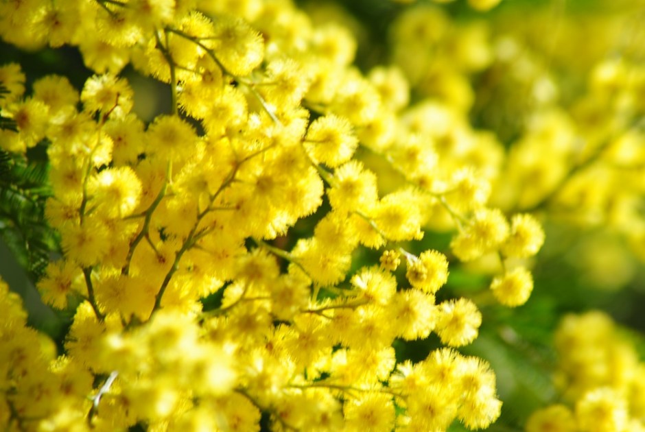 Mimosalia gennaio Ph. Silvia C Turrin